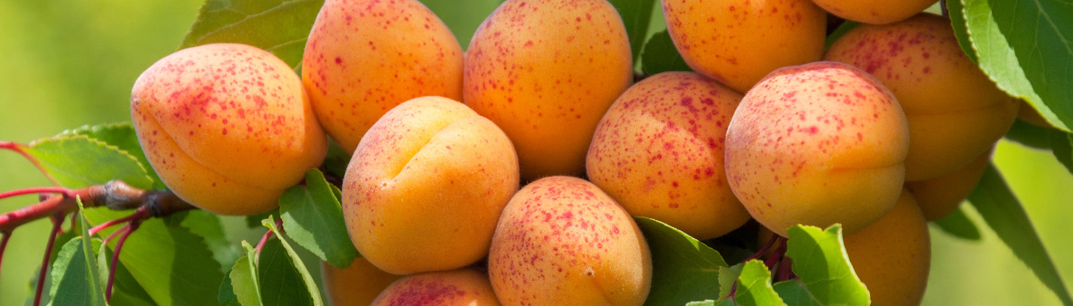 Apricot