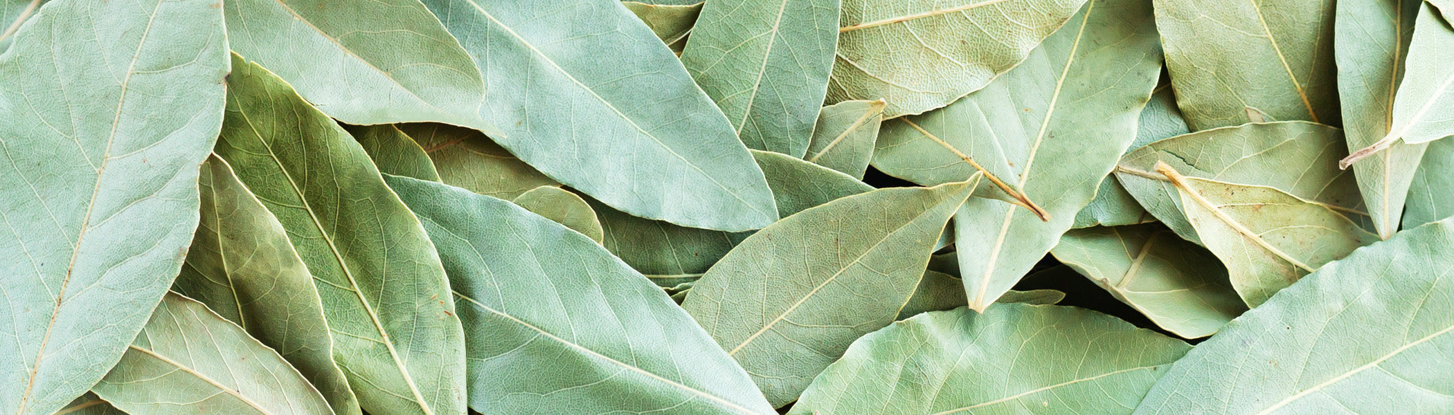 Bay Leaf