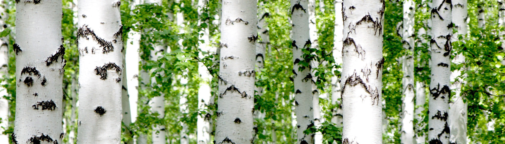 Birch