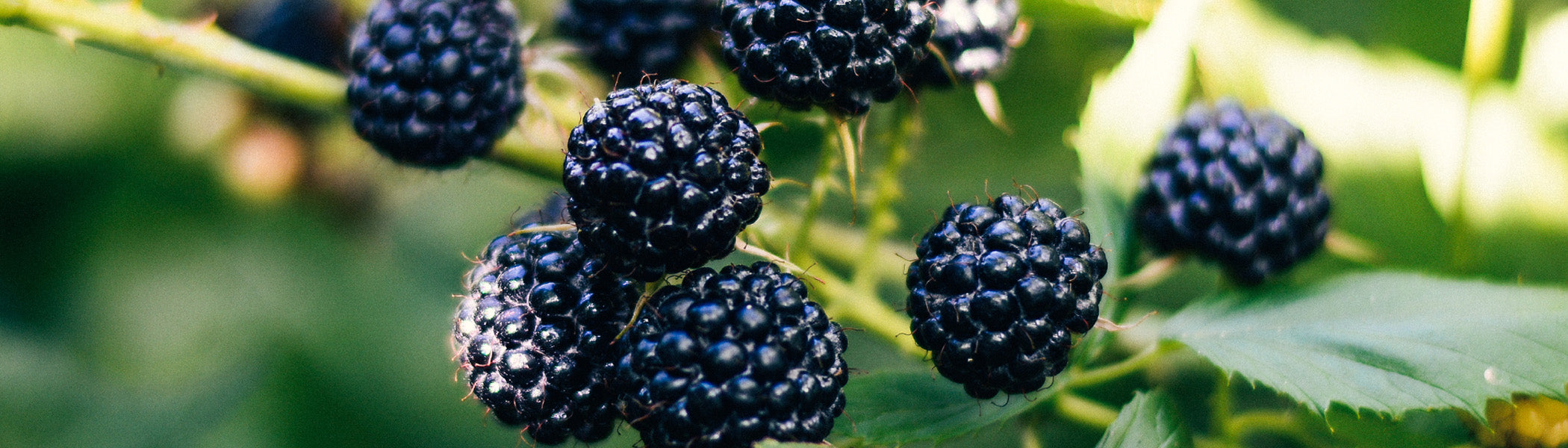 Blackberry