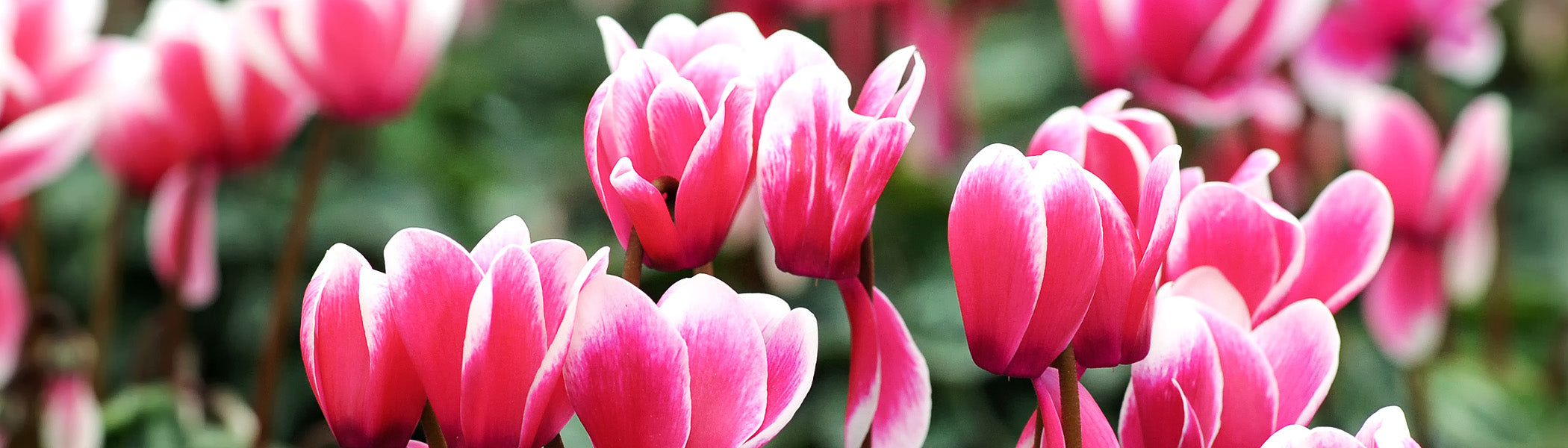 Cyclamen