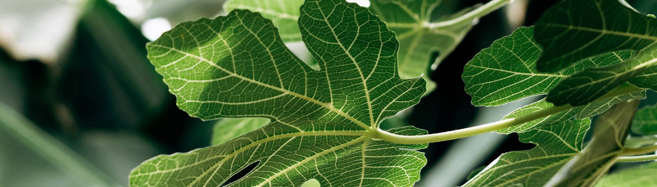 Fig Leaf