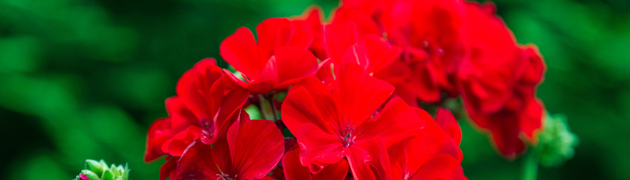 Geranium