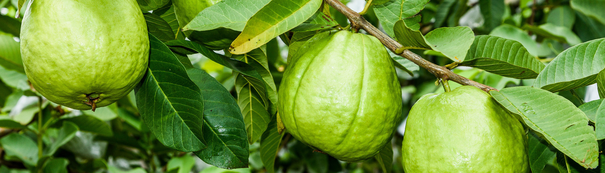 Guava