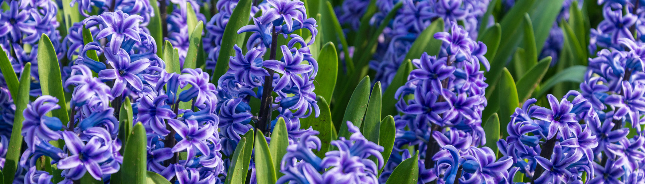 Hyacinth