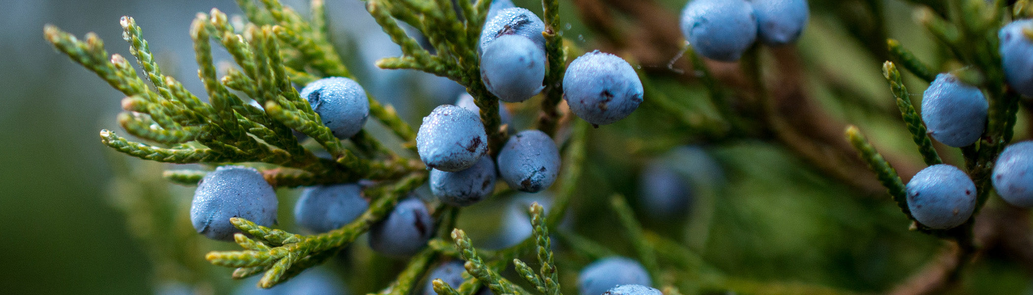 Juniper Berries