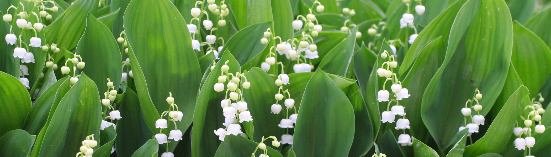 Muguet