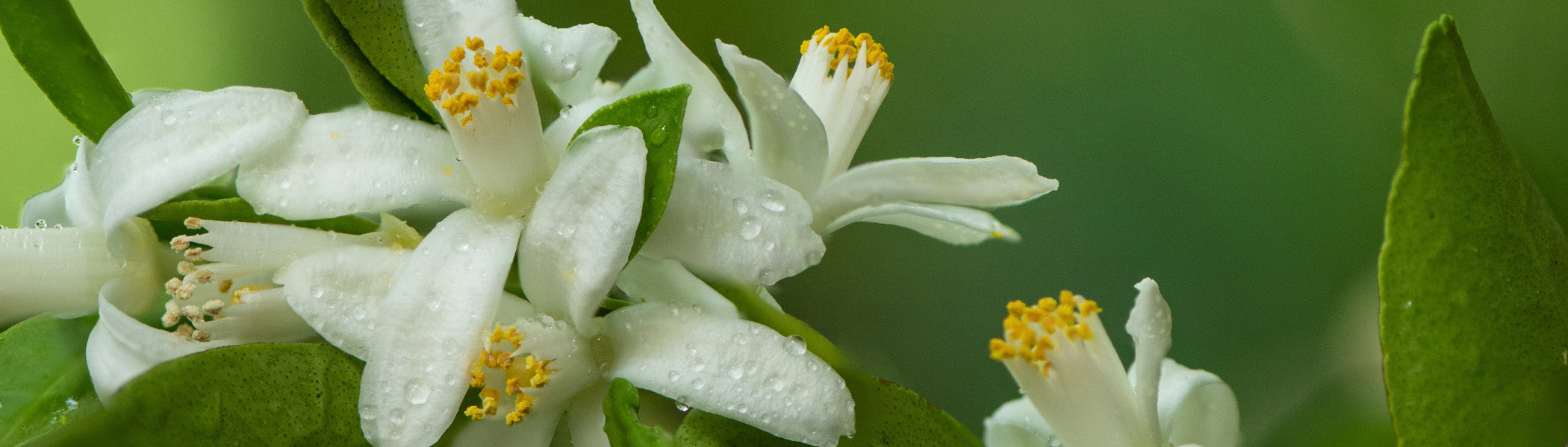 Neroli