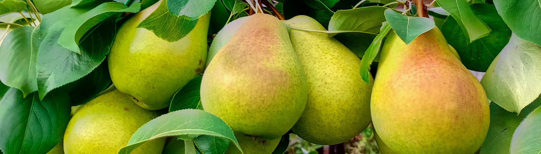 Pear