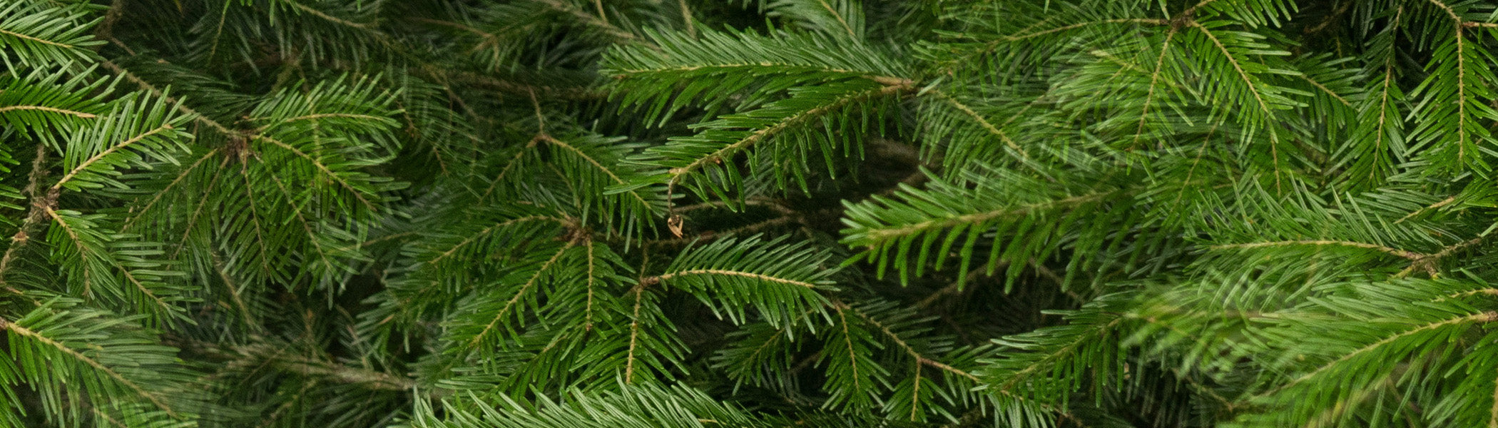 Pine Needles