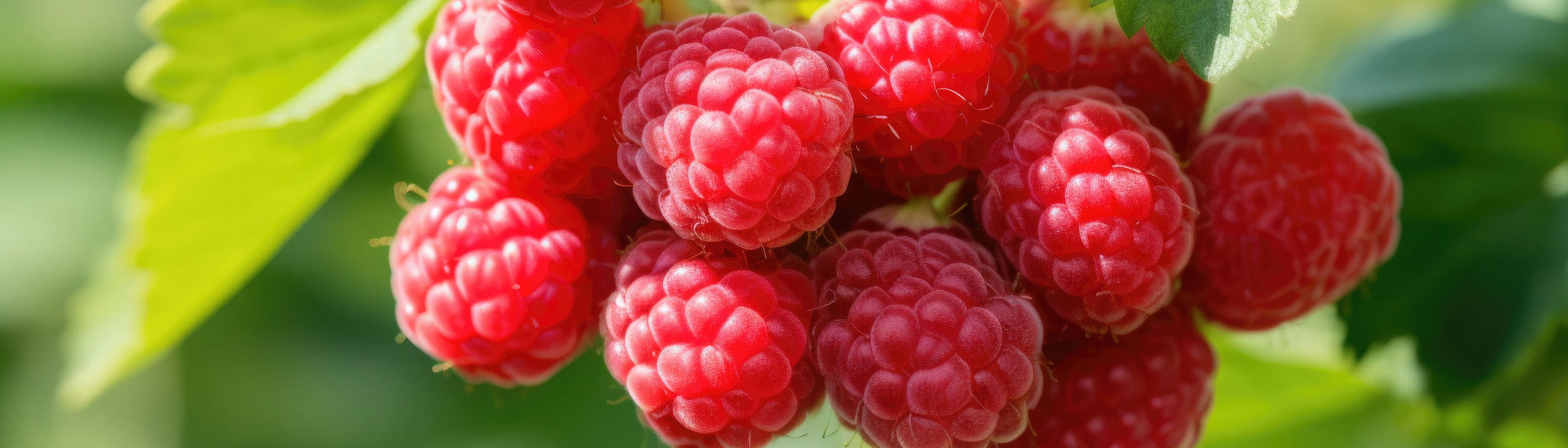 Raspberry