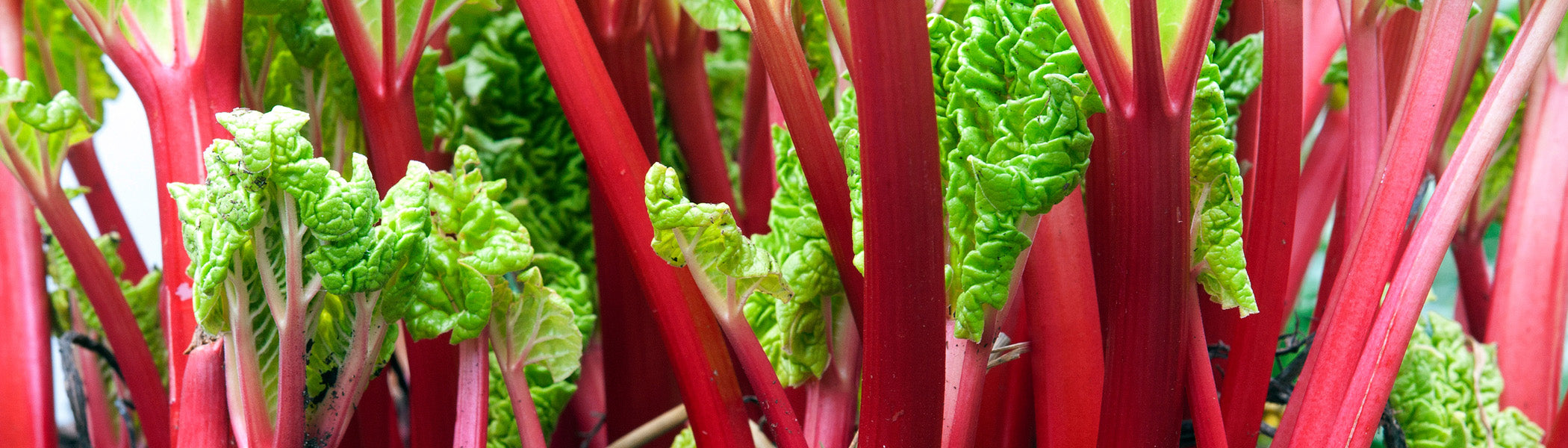 Rhubarb