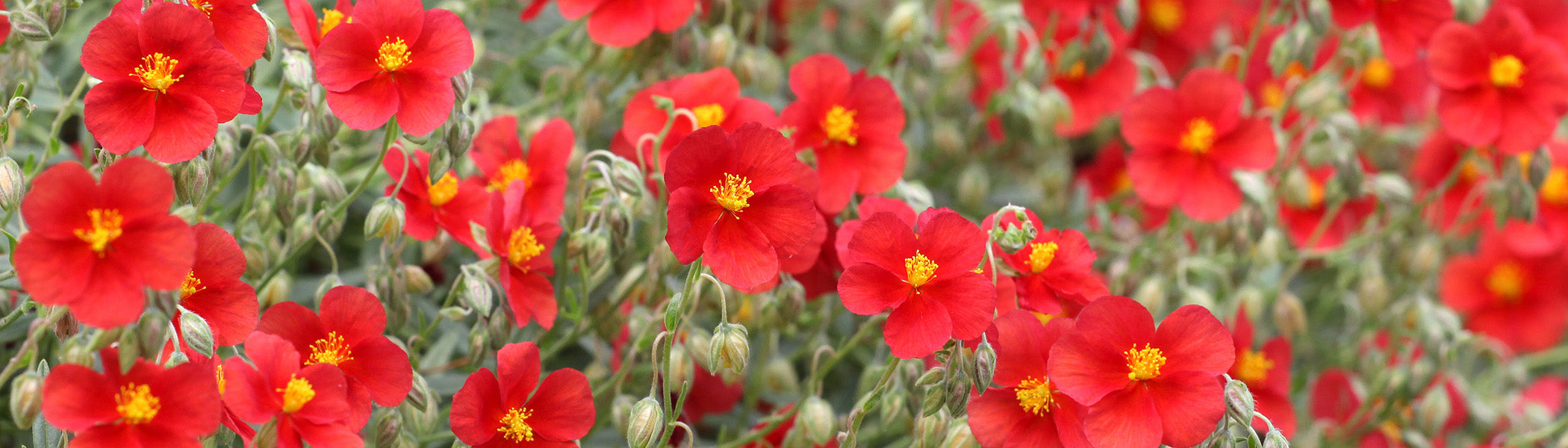 Rock Rose