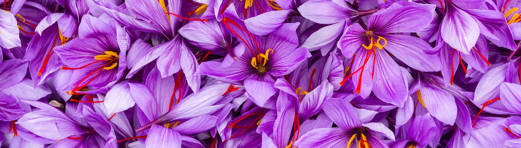 Saffron