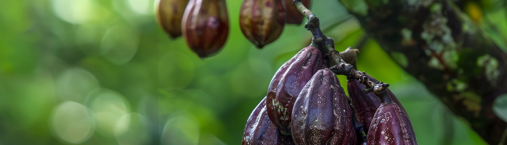 Tonka Bean