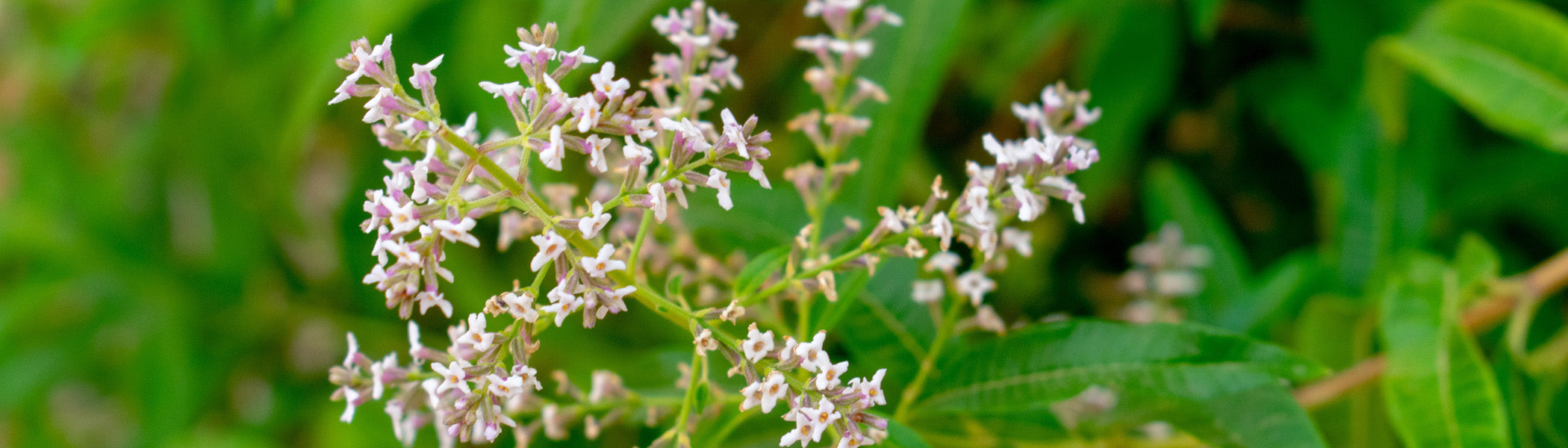 Verbena