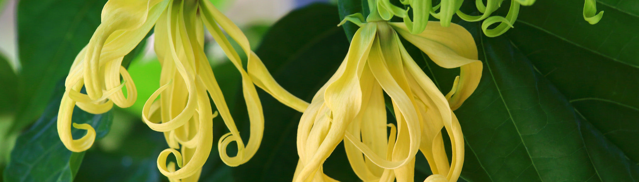 Ylang Ylang