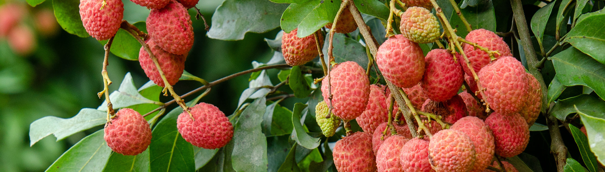 Litchi