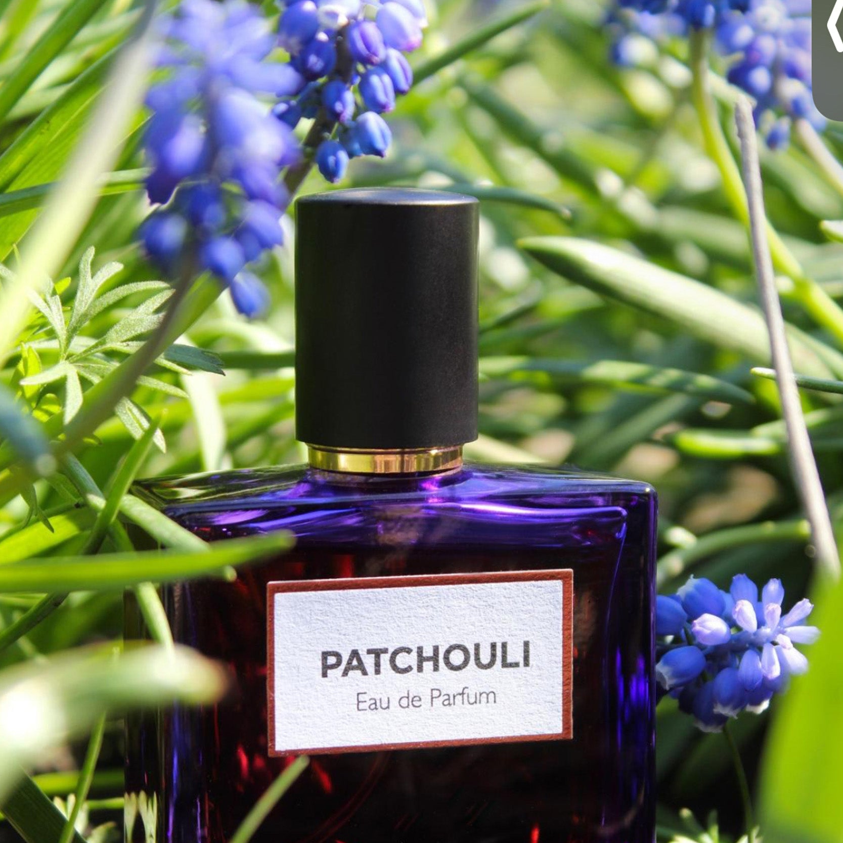 Patchouli | Eau de Parfum - NEVERABORE